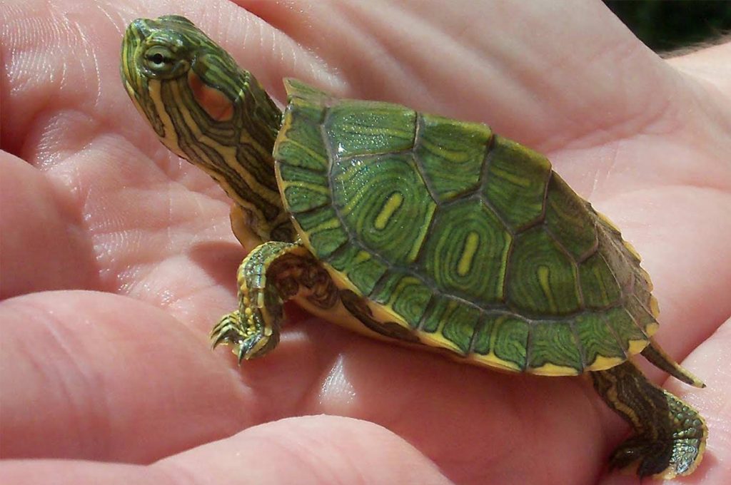 bebe-tortue