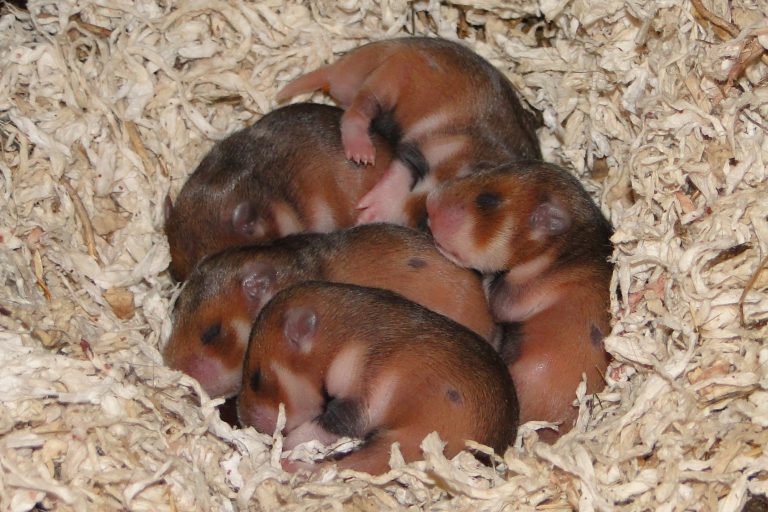 bebes-hamsters