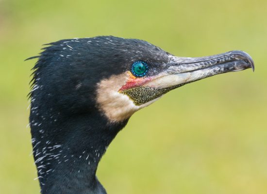 cormorant-2152748_1920