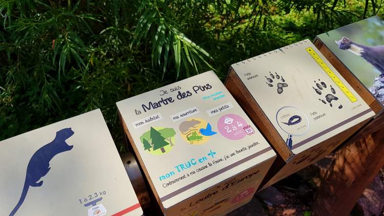 naturoparc-alsace-cigognes-5