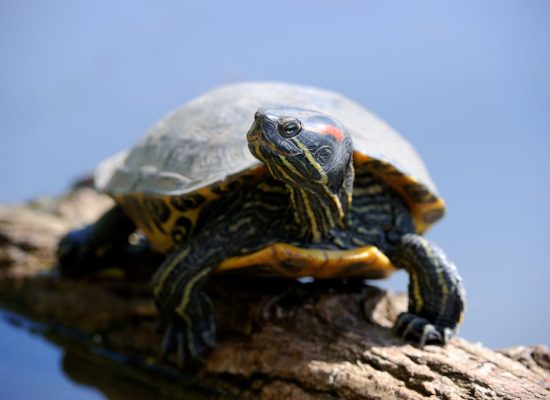 tortue-floride