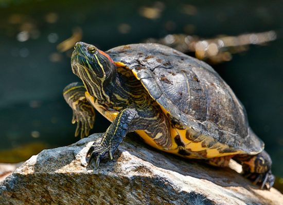 tortue-scripta-elegans2