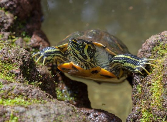 Trachemys scripta scripta