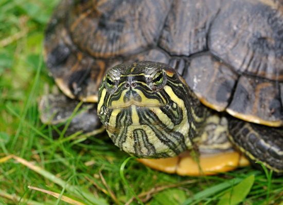 Trachemys scripta trootsi