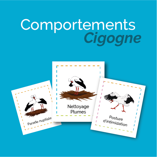 Comportements cigogne